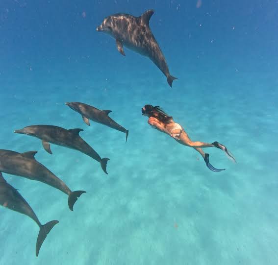Dolphin Tours in Kizimkazi